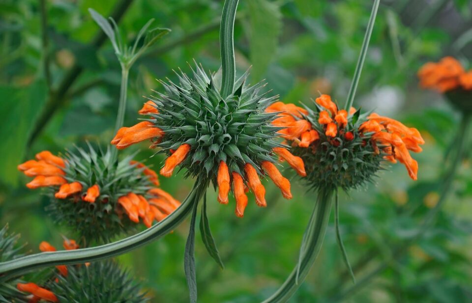 Lion’s Ear : Have You Ever Come Across This Plant? See Its Health Benefits That Will Amaze You